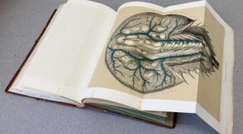 Foldout illustration of a horseshoe crab