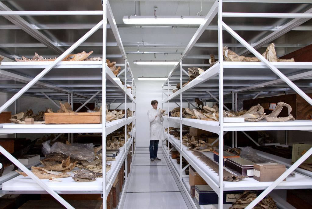 Man standing in a storage room for fish specimens.