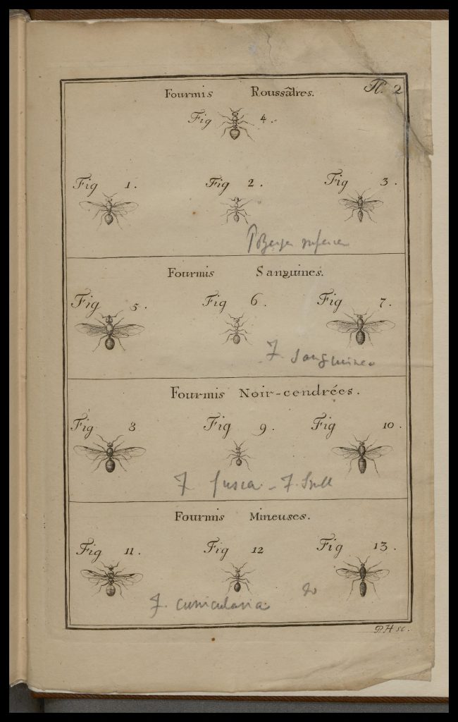 Illustration of ants
