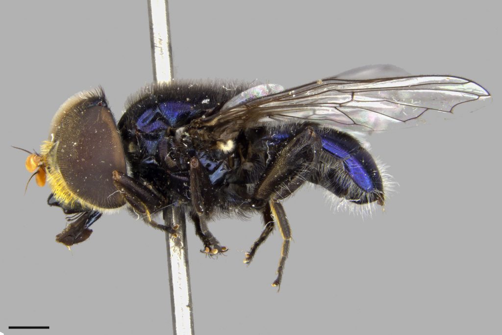 photo of a flower fly