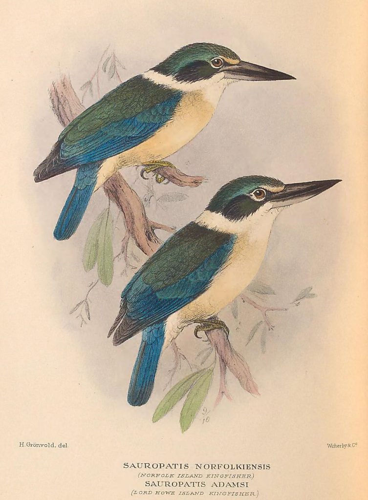 illustration of blue and green birds