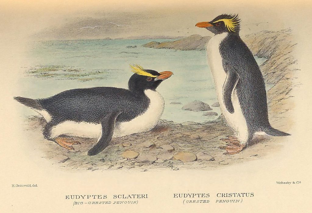 illustration of penguins