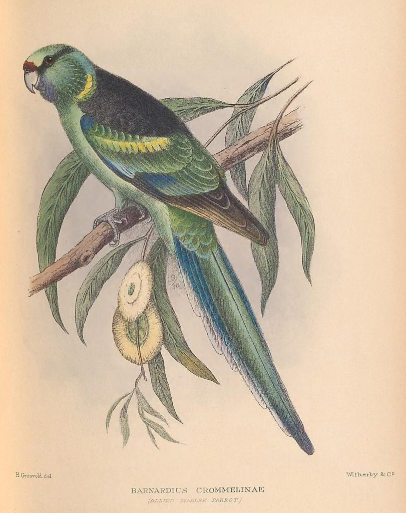 illustration of green bird