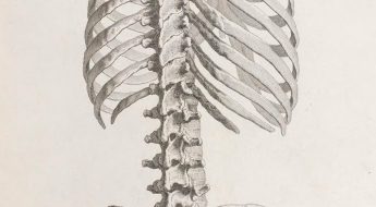 skeleton of the human torso