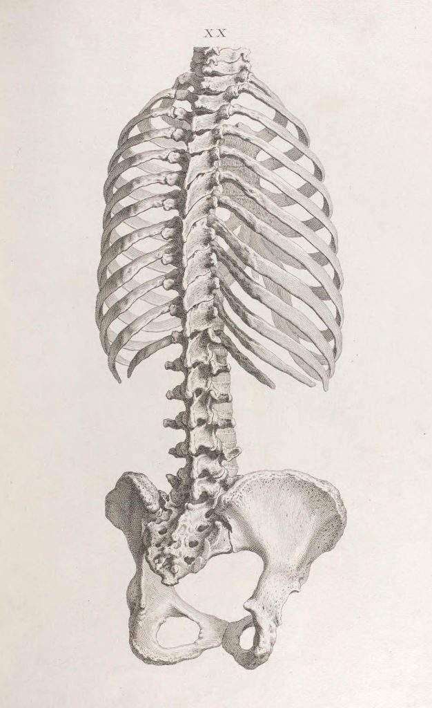 skeleton of the human torso