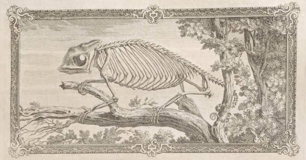 skeleton of a chameleon