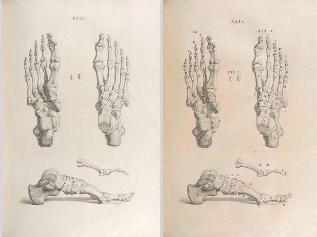skeletons of human feet