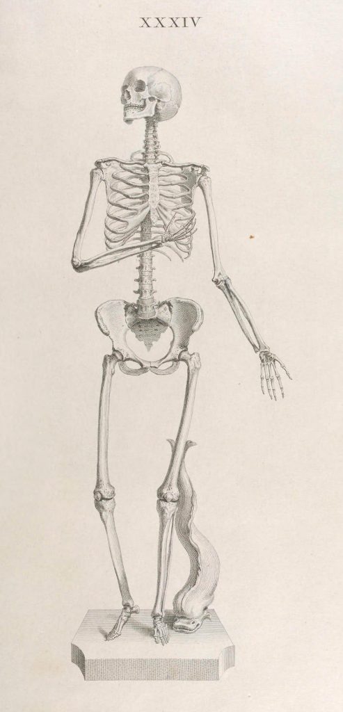 human skeleton
