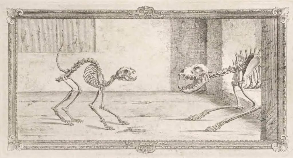 skeletons of a cat and a dog confronting each other