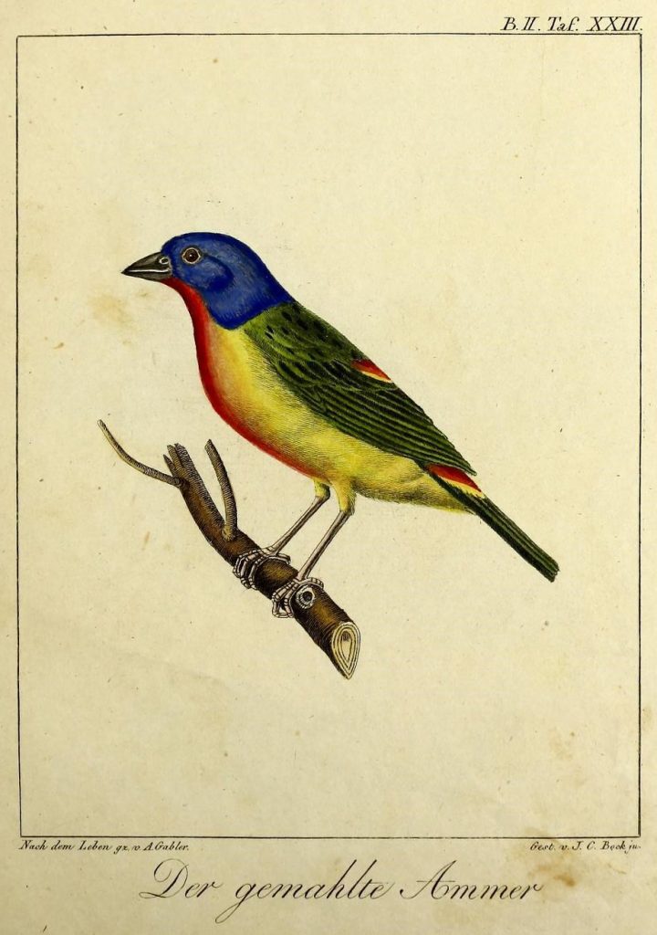illustration of a blue, red, yellow and green bird