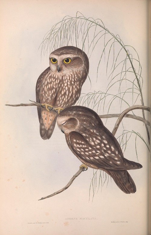 2. Plate Gould small.jpg