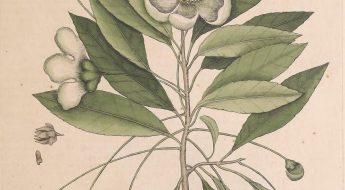 illustration of a bird on a flower