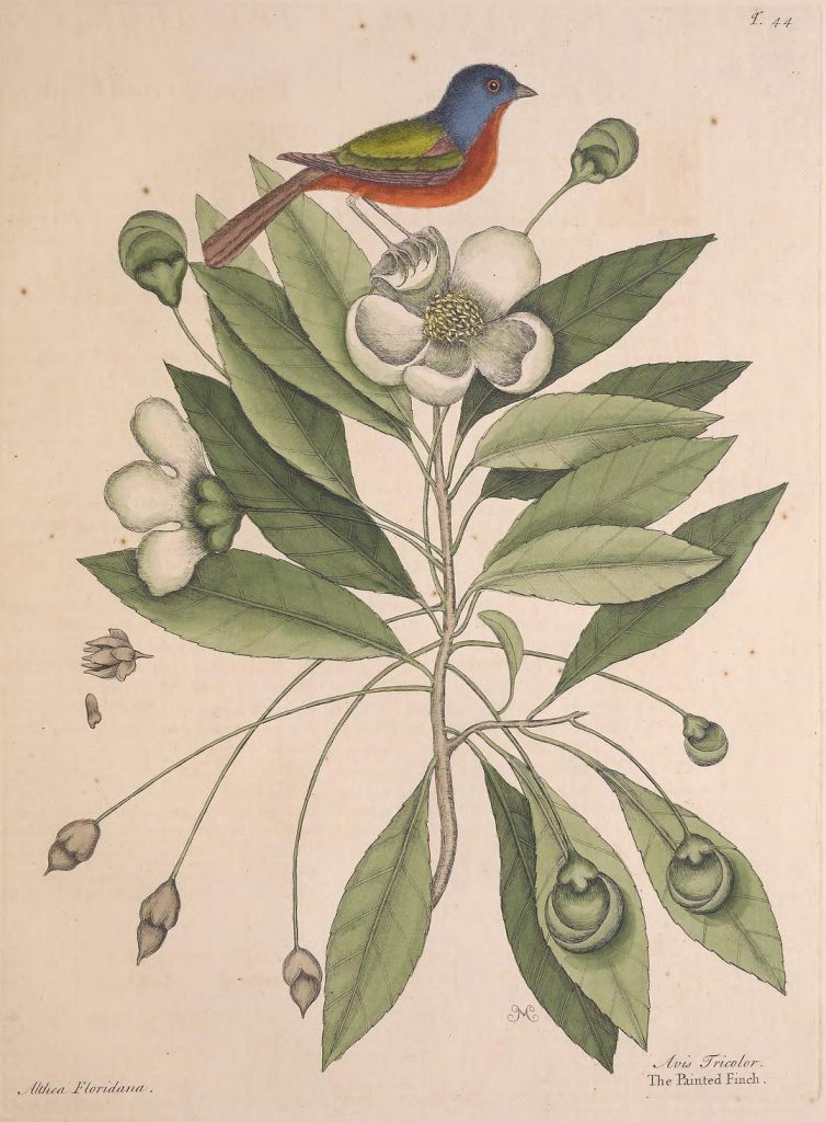 illustration of a bird on a flower
