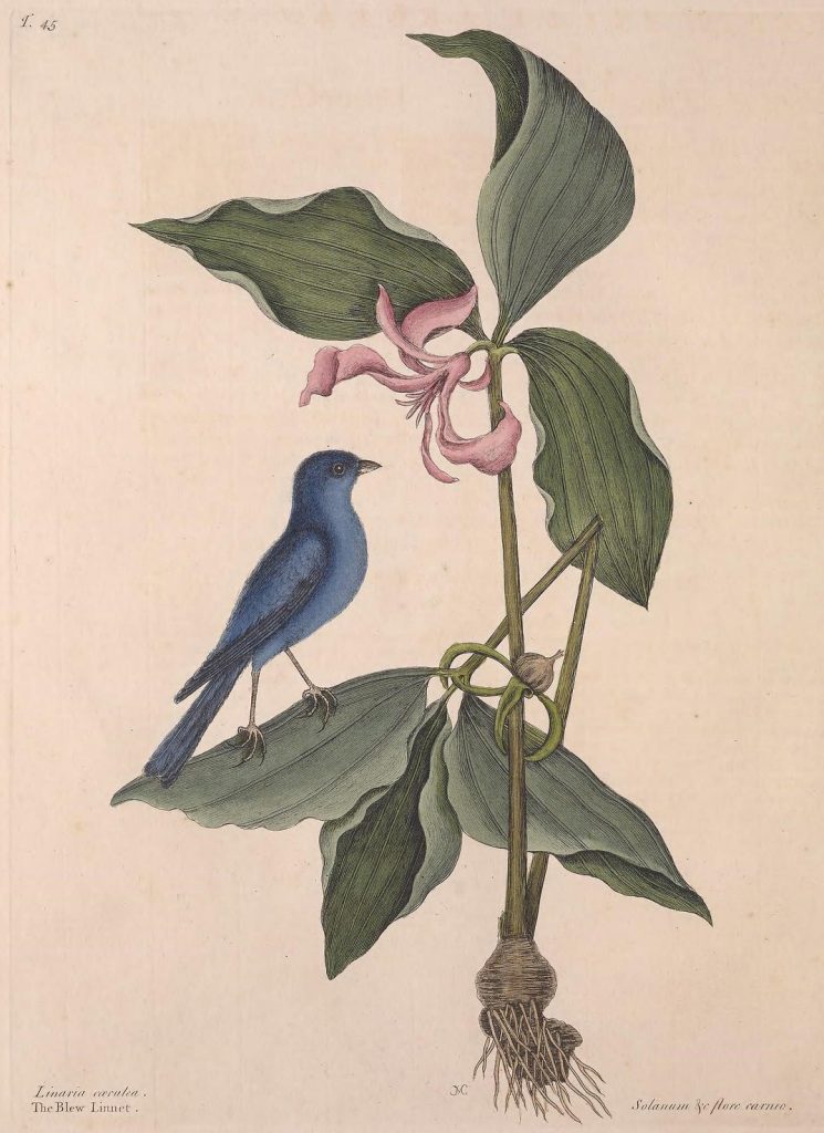 illustration of a blue bird on a plant