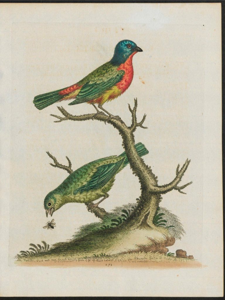 two birds on a stick