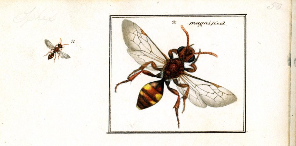 illustration of a bee at scale and magnified