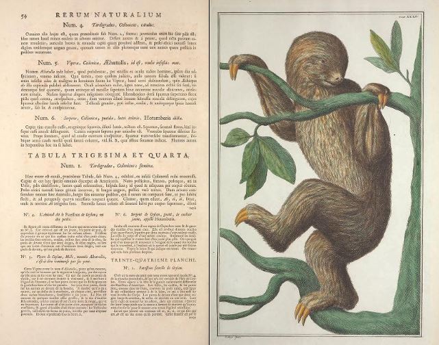 9. Seba Smithsonian.JPG