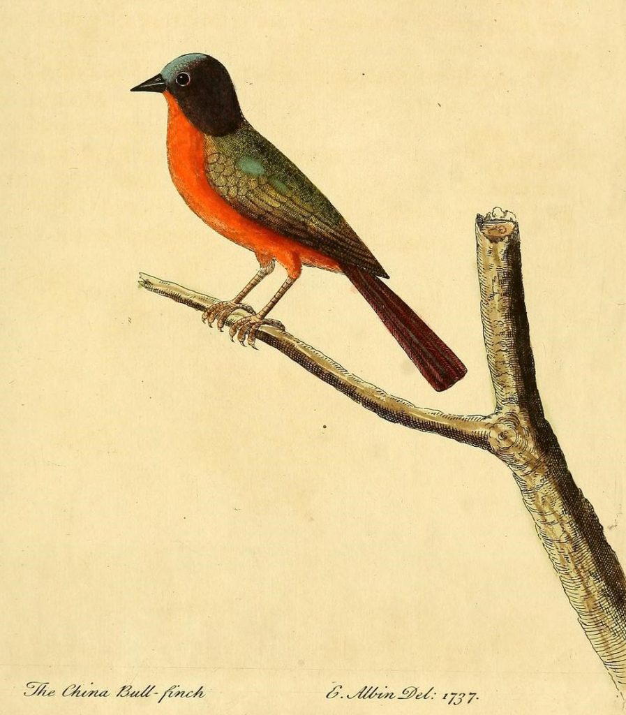 illustration of a bird