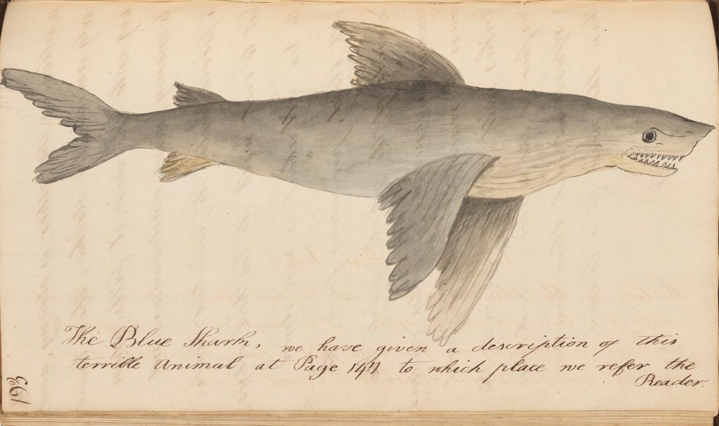 illustration of a shark