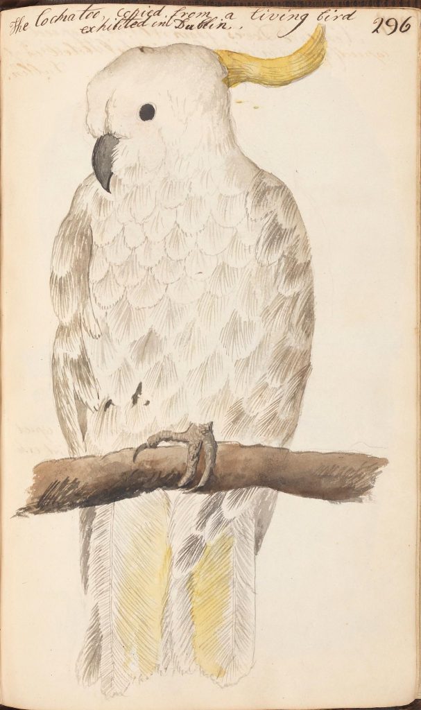 illustration of a cockatoo