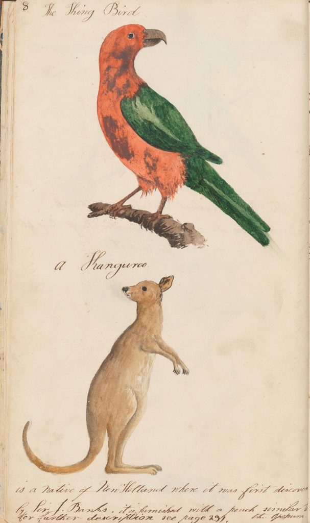 illustration of a bird and kangaroo