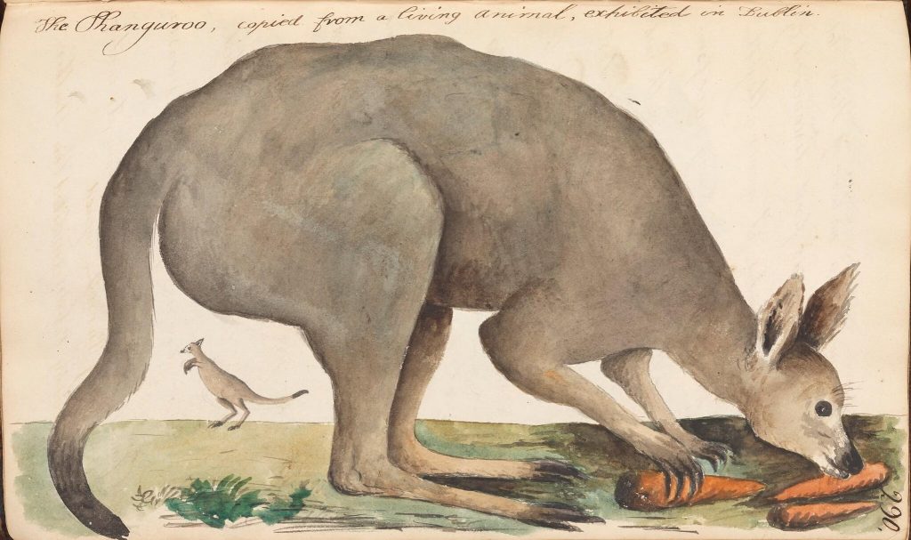 illustration of a kangaroo