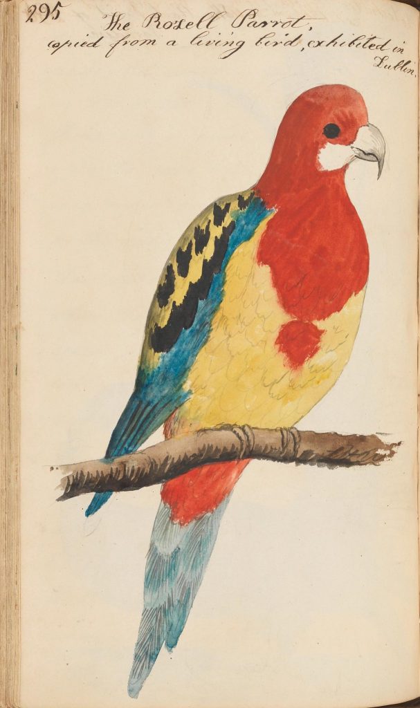 illustration of a parrot