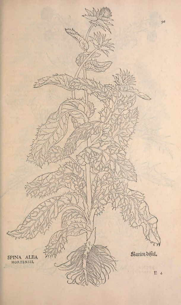 black and white drawing of a plant