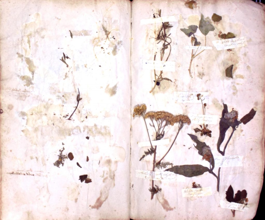 sheet of dried plant specimens