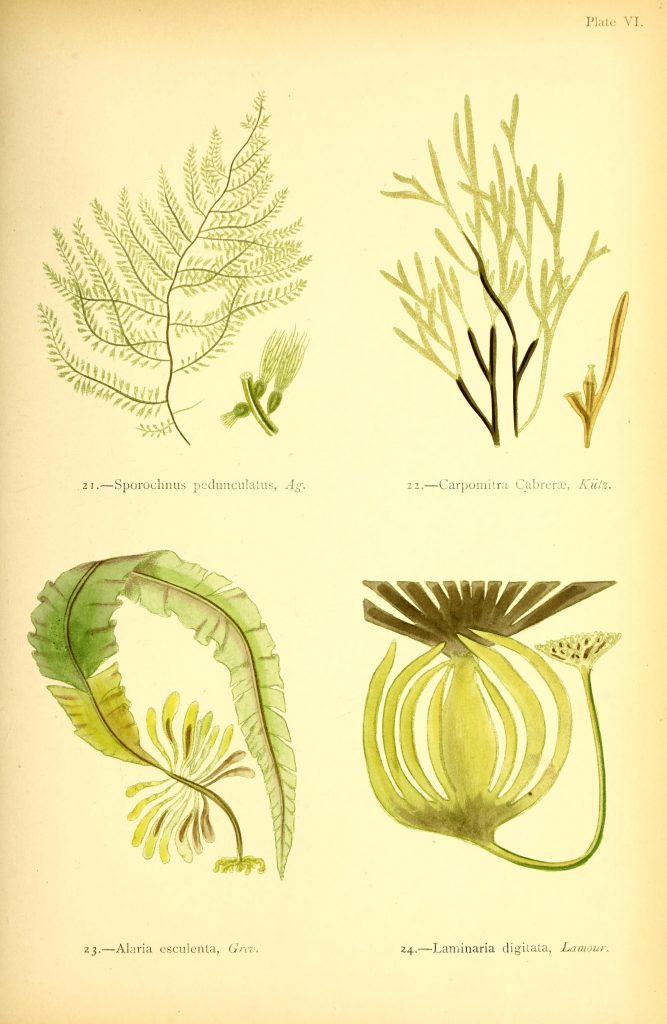 illustrations of seaweed