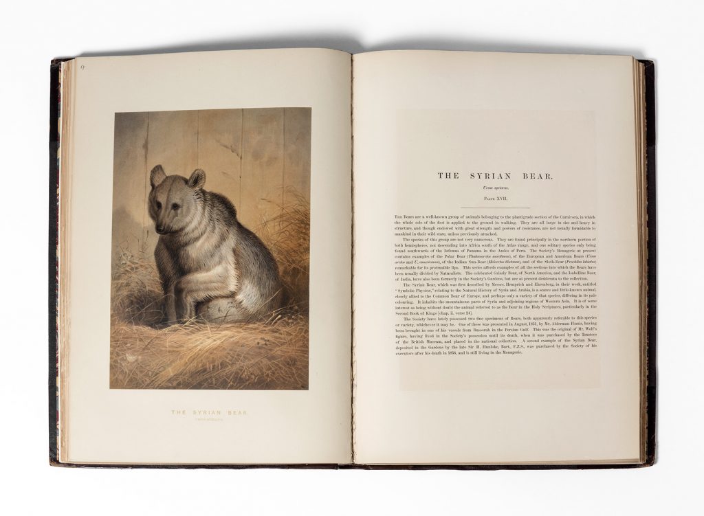 illustration of a bear in a book alongside text