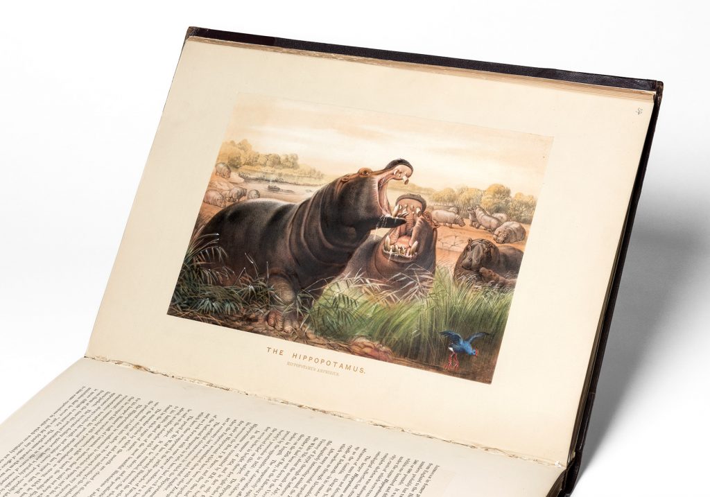 Illustration of hippopotami