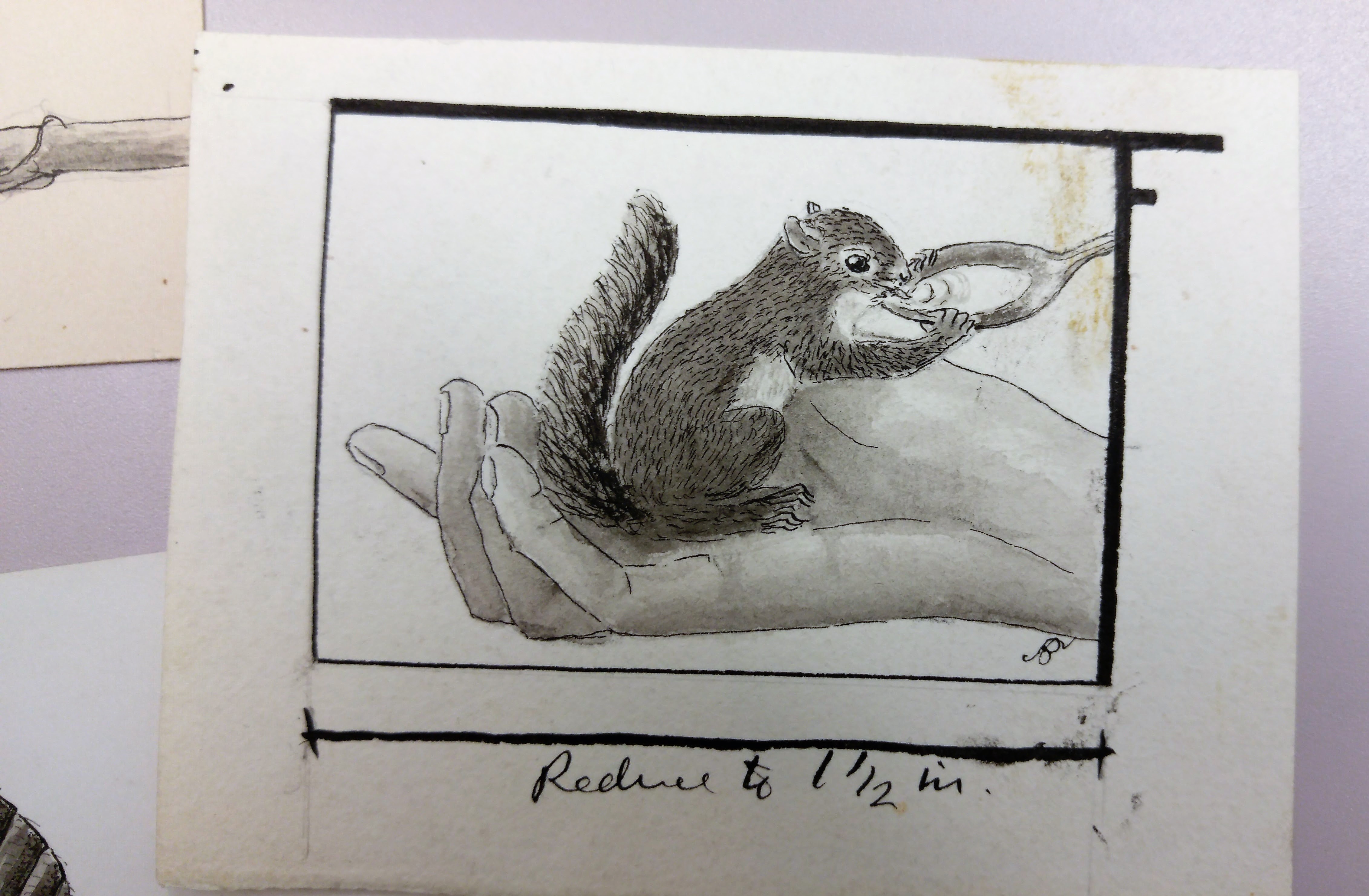 Anna Botsford Comstock Furry c1903 BoysGirls 1903 publication.jpg