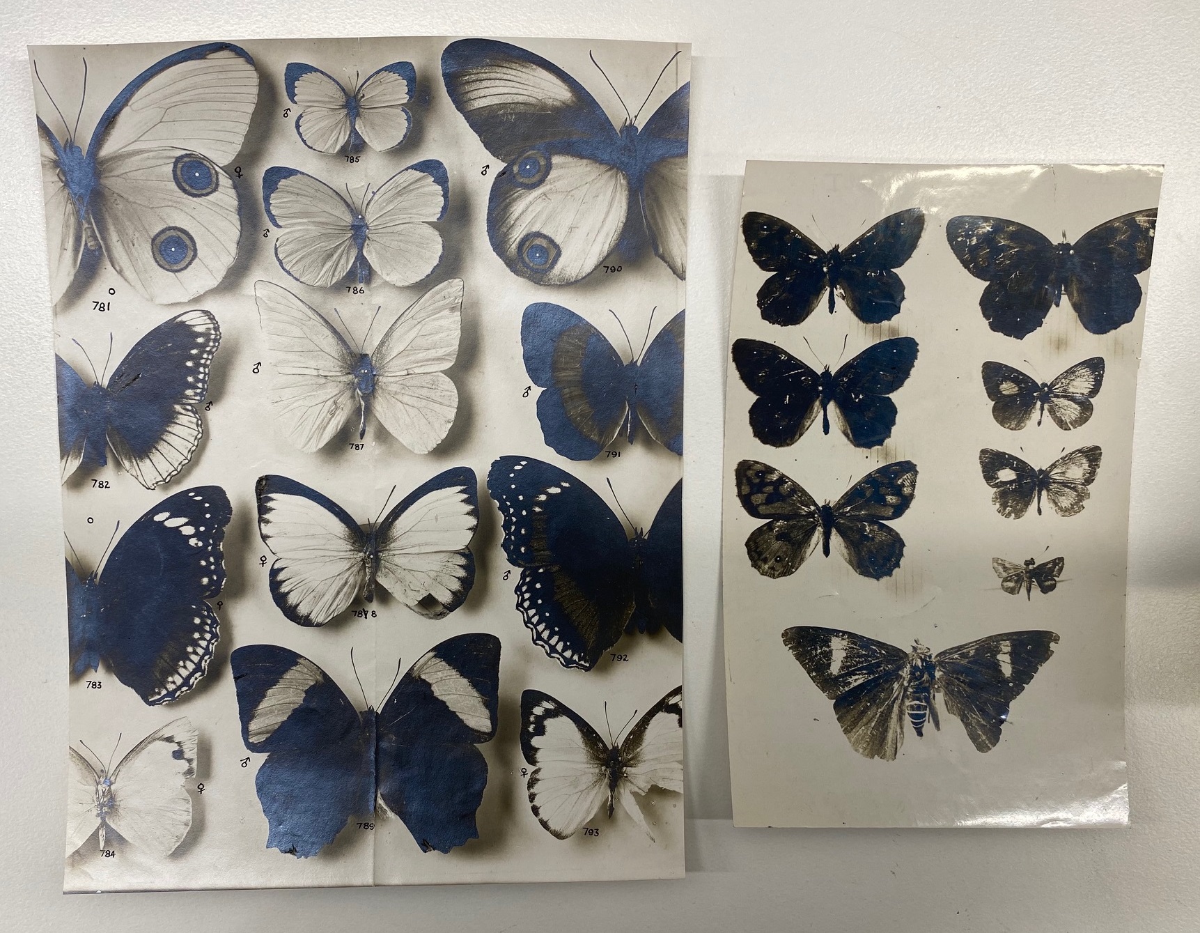 Butterfly photos.jpg