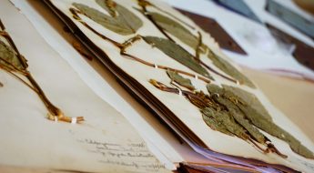 photo of pressed plant specimens