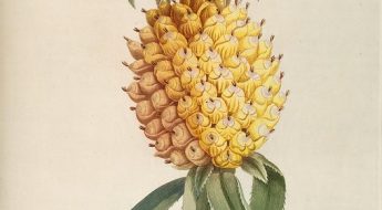 Illustration of a pineapple