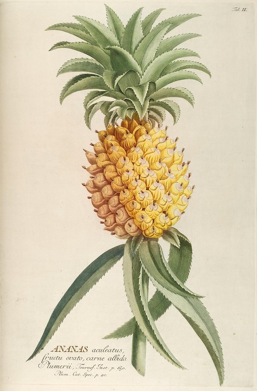 Illustration of a pineapple