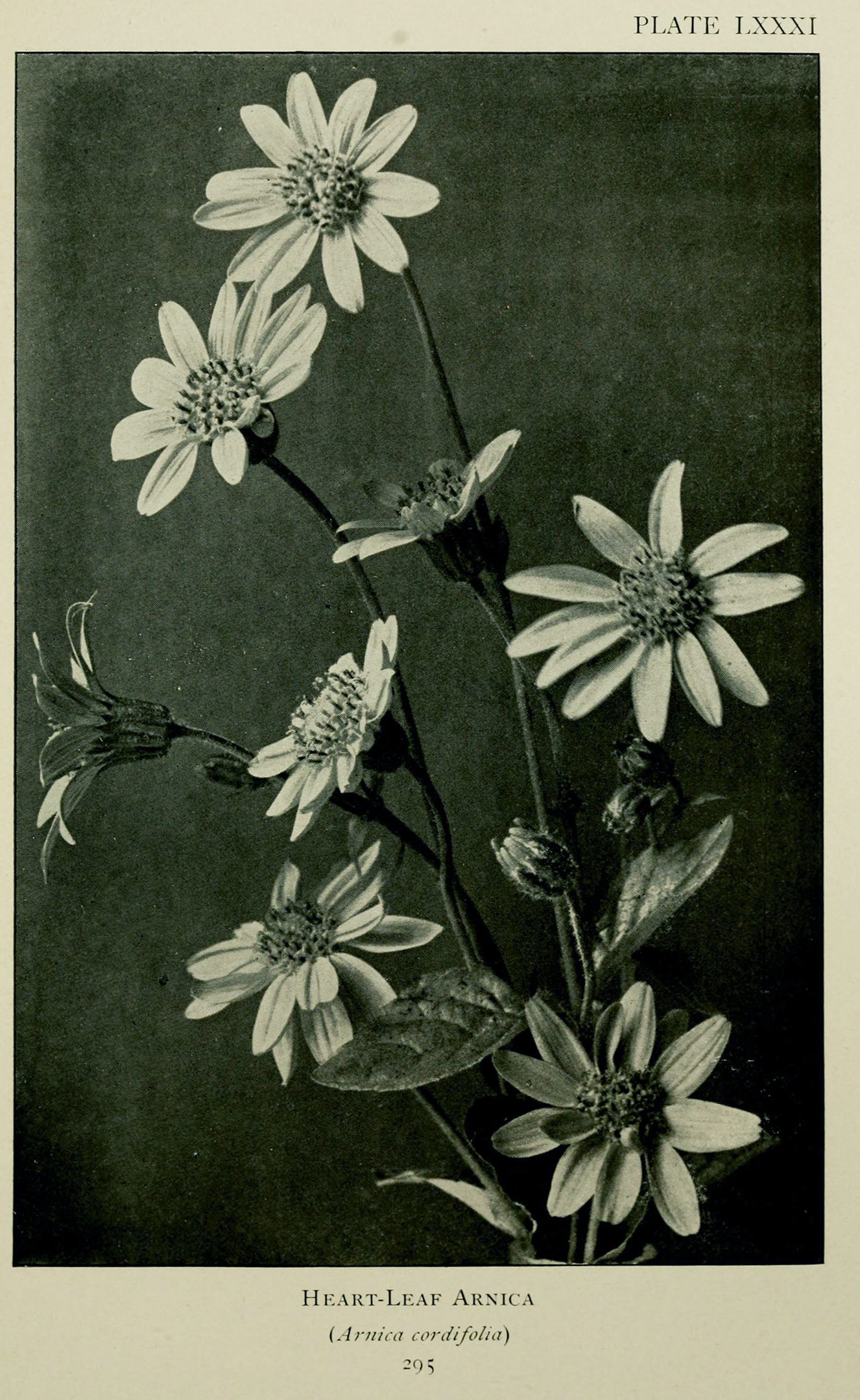 black and white photo of flowers