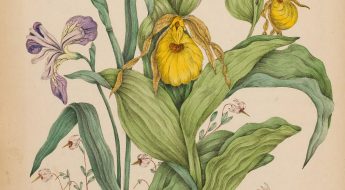 illustration of yellow and purple flowers