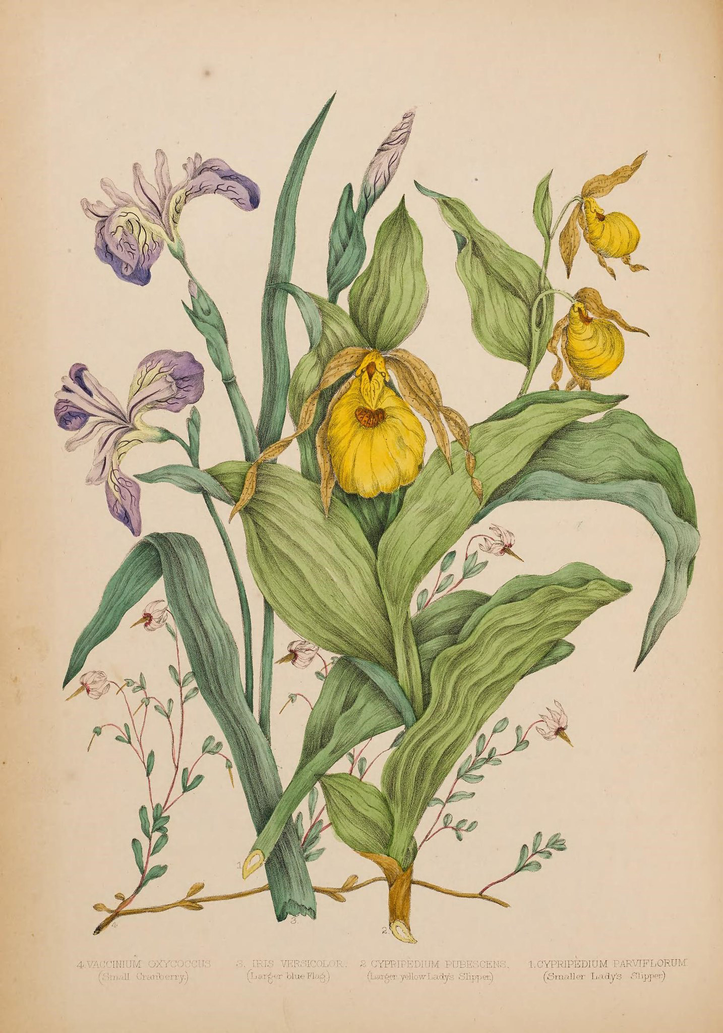 illustration of yellow and purple flowers