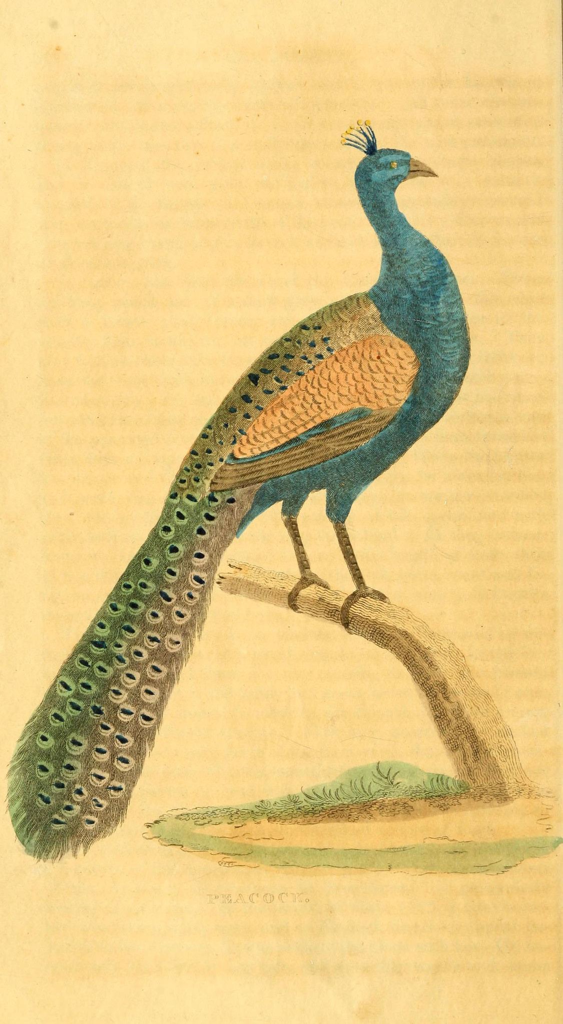 drawing of a blue bird with teal colored tail feathers standing on a branch