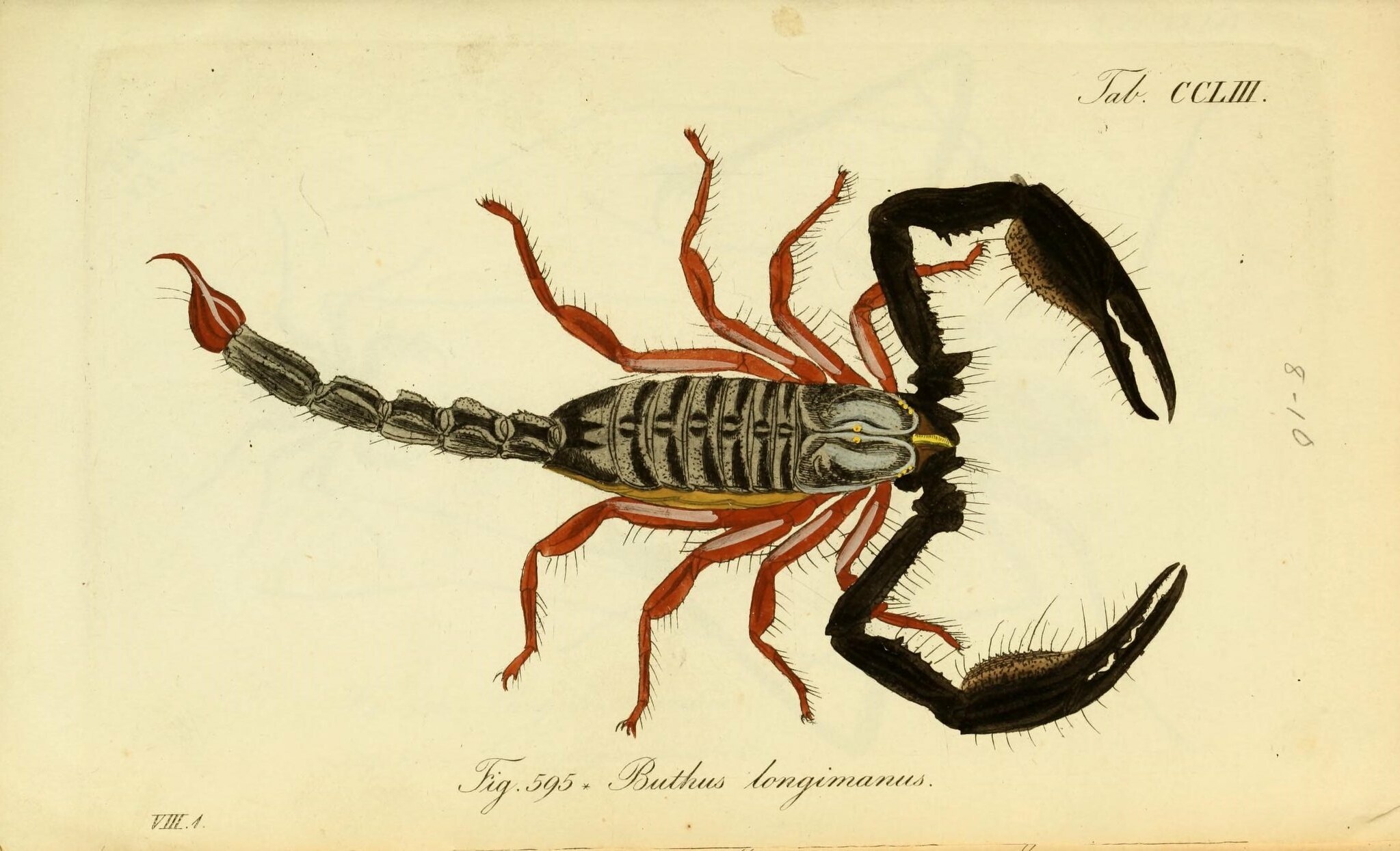 black and red scorpion