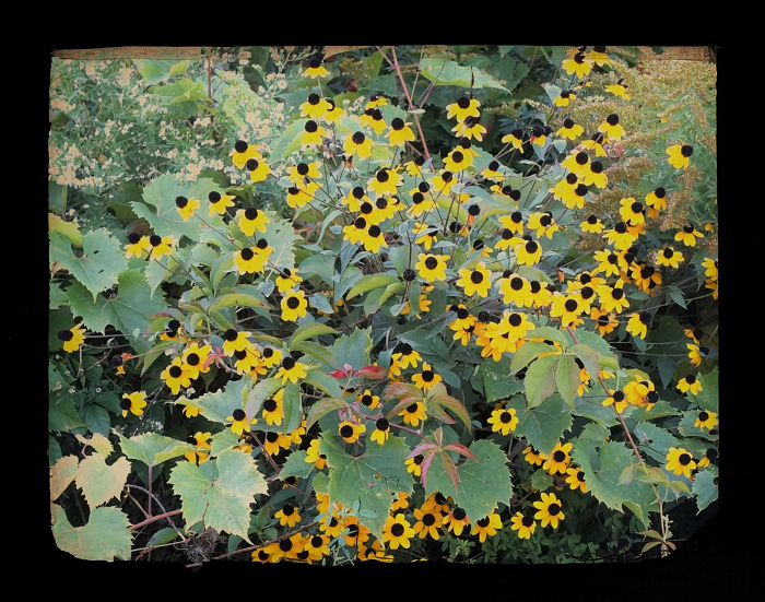 Photo of yellow flowers