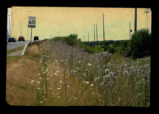 Photo of purple wildflowers by the highway