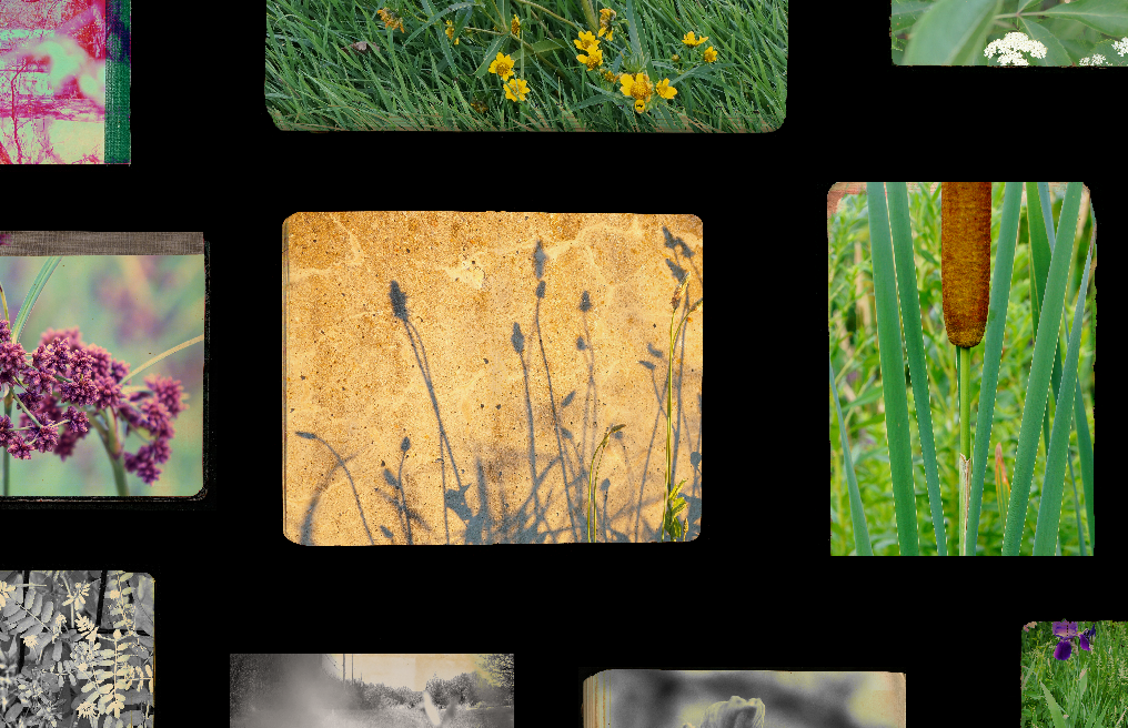 collage of photos of flowers