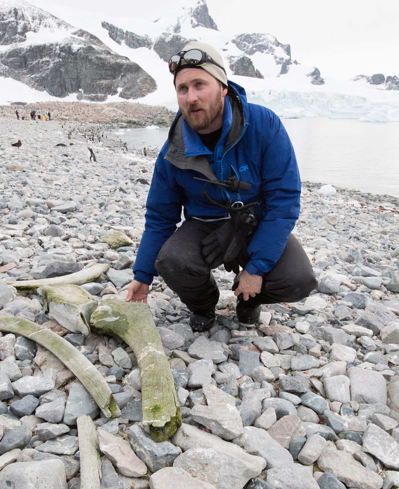 Man in a blue coat on a beach investigating whale bones
