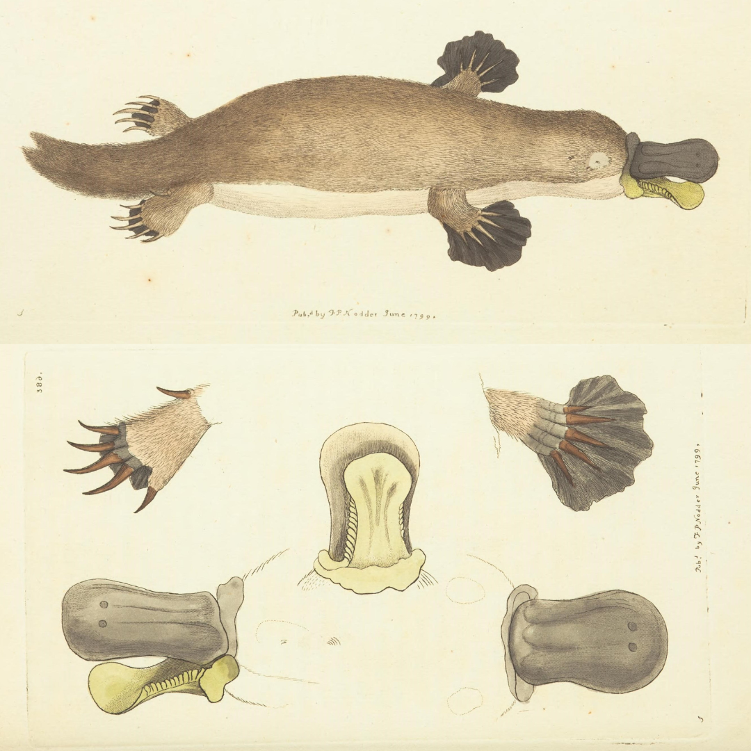 illustrations of the platypus
