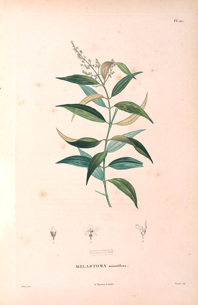 Plant with medium sized, flat green leaves and tiny white flowers.