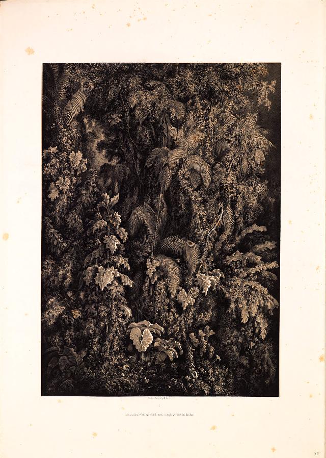 Black and white illustration of dense vegetation in a forest.