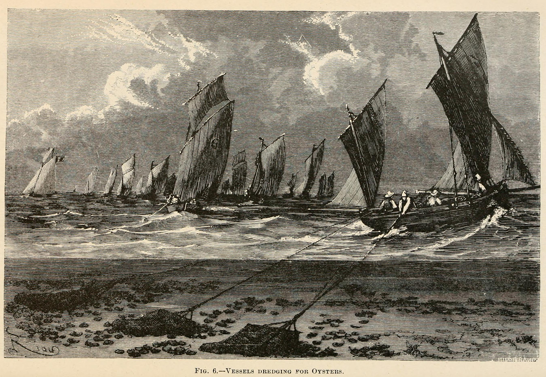 black and white illustration of ships at sea dredging for oysters